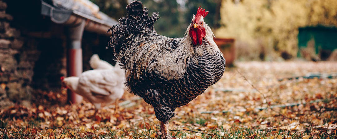 A chicken at a farm
