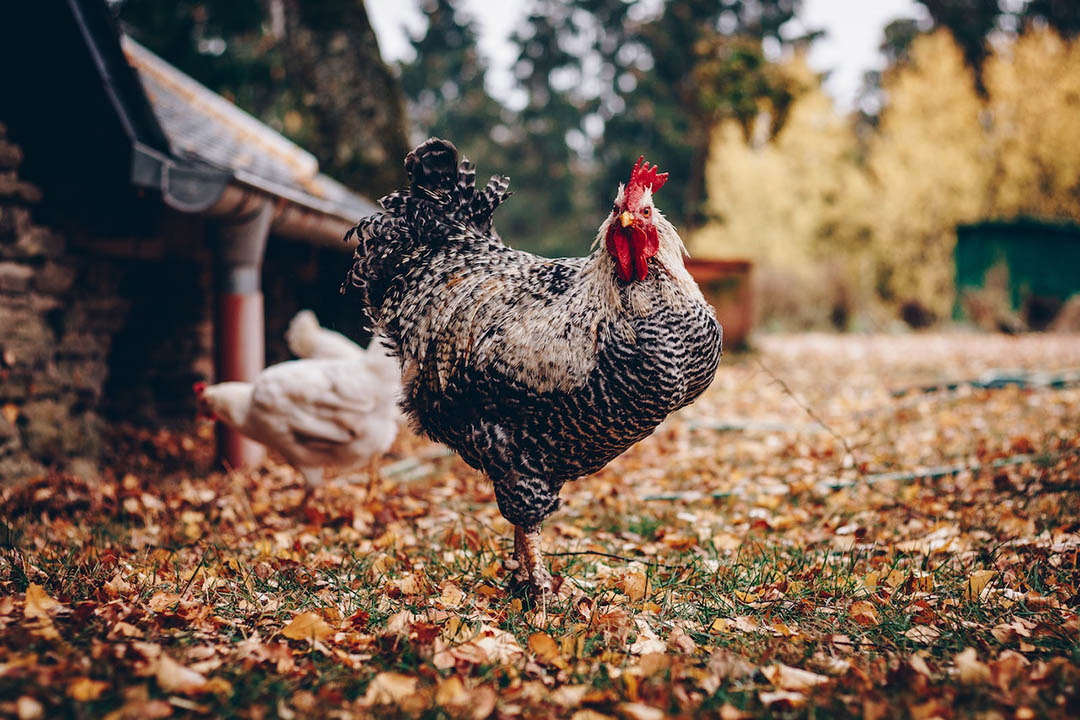 A chicken at a farm